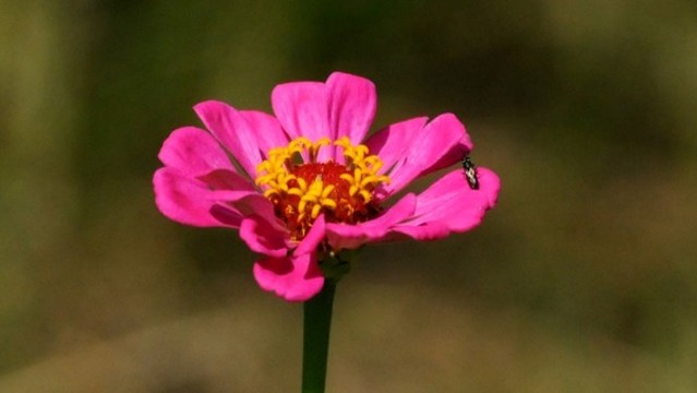 百日菊