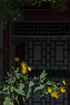 黃花