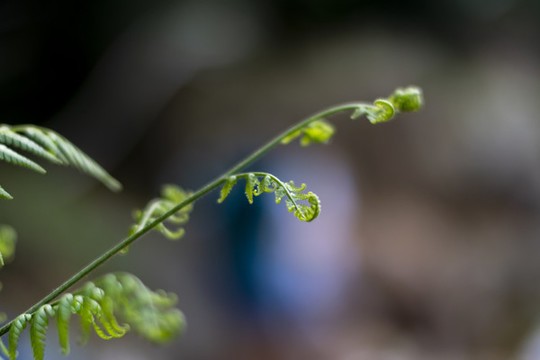 蕊