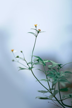 秋意