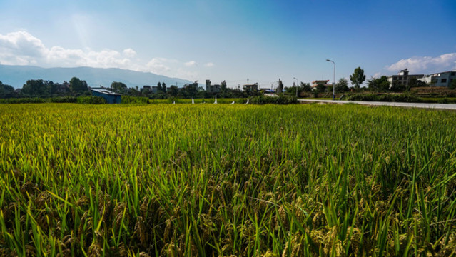 稻田