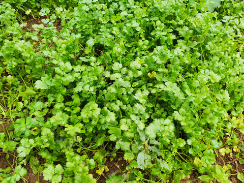 香菜種植
