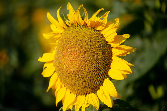 葵花