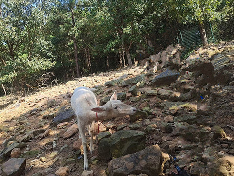富平奶山羊