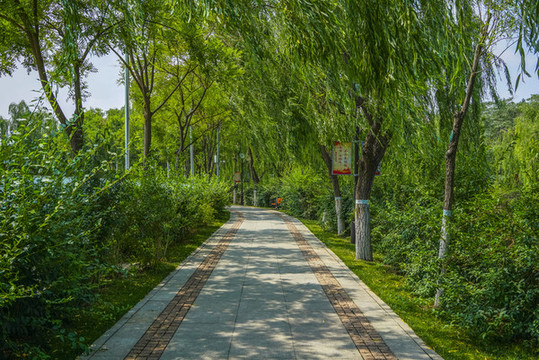 公園小路高清大圖