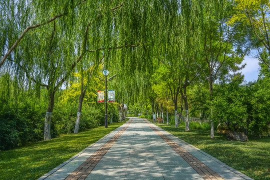 公園小路高清大圖