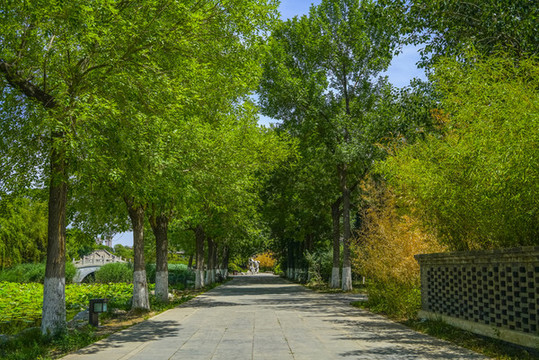 寧園林蔭小路
