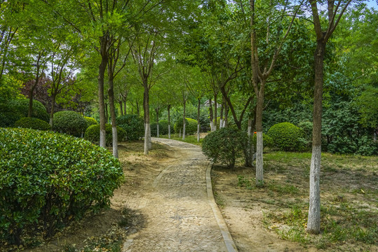 樹(shù)林小路高清大圖