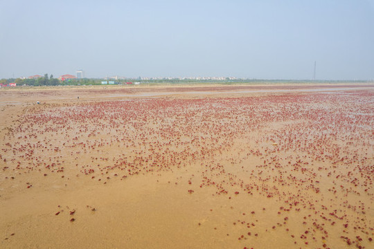 東營(yíng)墾利紅灘濕地濱海公園
