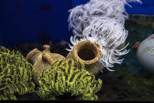 海洋生物紅葡萄藻