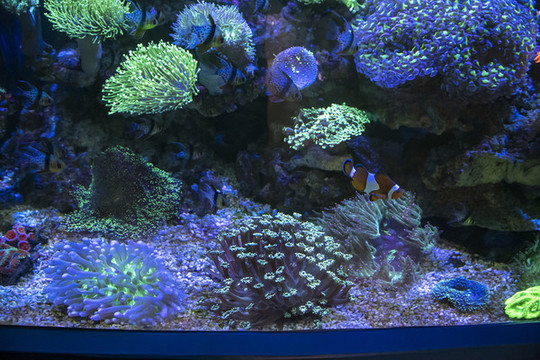 海洋生物鹿角藻