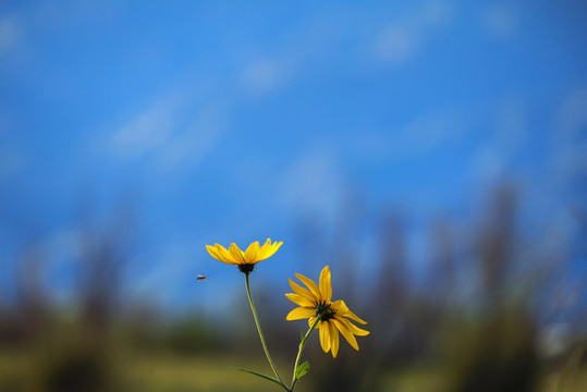 花