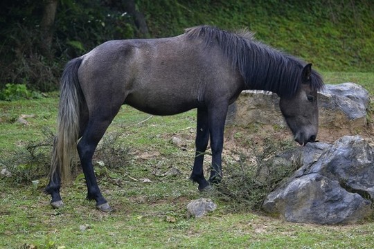 馬