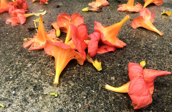 雨中凋敗的凌霄花