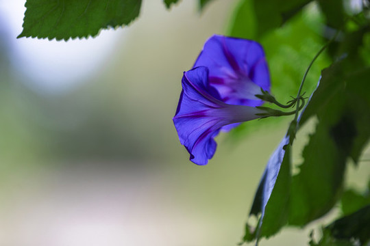 藍色喇叭花