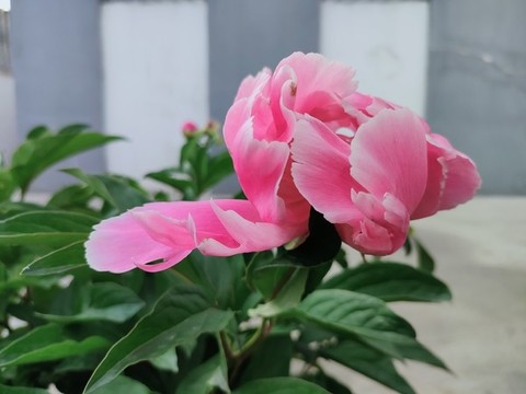 芍藥花