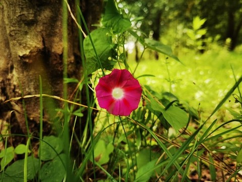 牽牛花