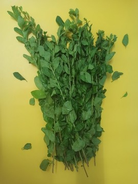 枸杞葉