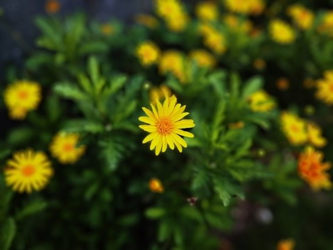 黃色的小菊花
