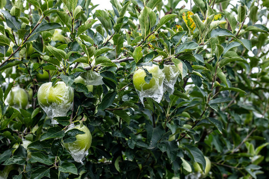 蘋(píng)果樹(shù)
