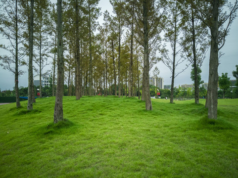 公園綠地樹(shù)木