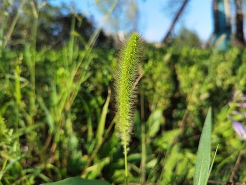 毛毛草特寫