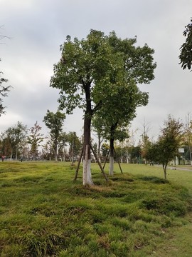 公園景觀樹