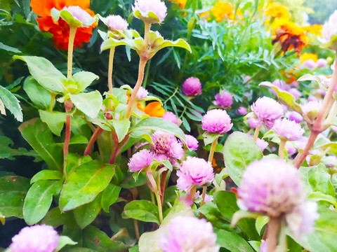 菊花
