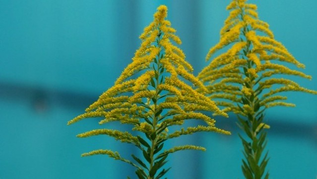 加拿大一枝黃花