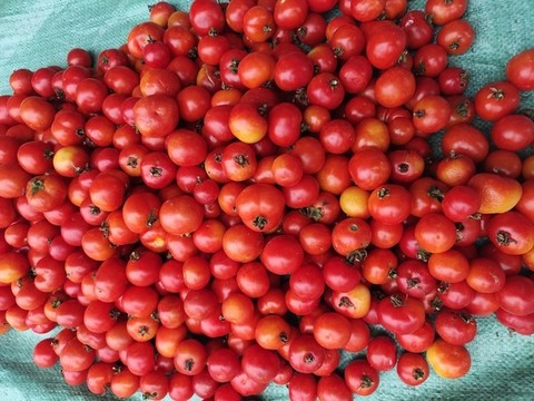 小西紅柿