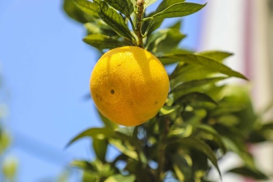 無籽蜜桔