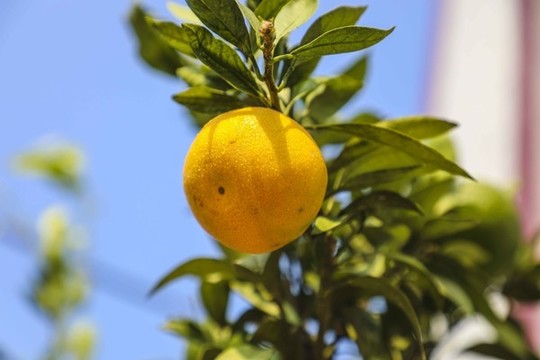 無籽蜜桔