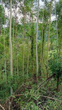桉樹林