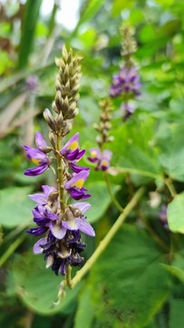 葛藤花