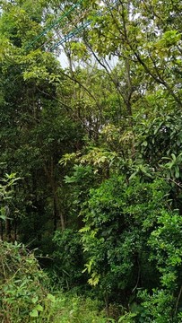 山林