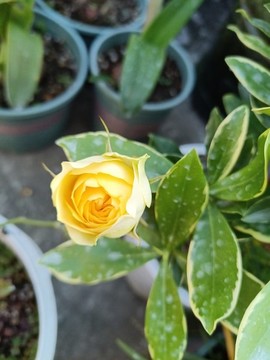 黃色月季花苞