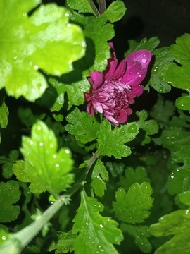 菊花花苞