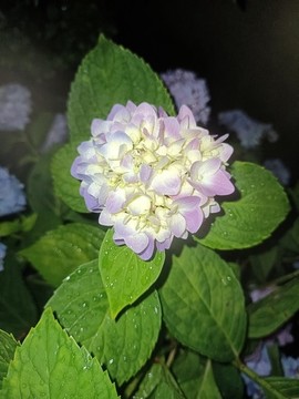 繡球花