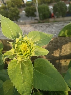 向日葵