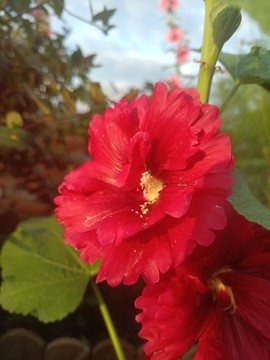 蜀葵