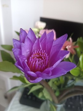 睡蓮