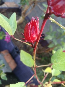 洛神花