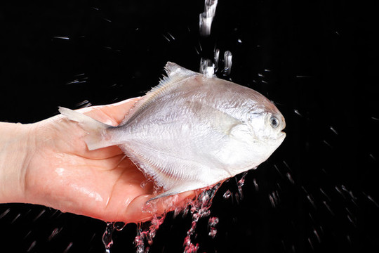銀鯧魚