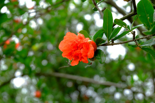 紅色石榴花朵