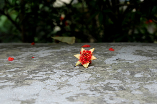 小石榴落花