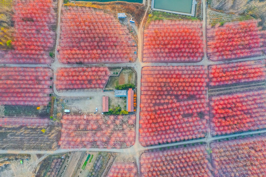 紅楓林