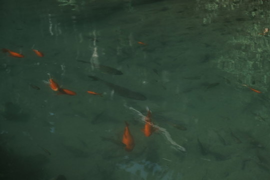 錦鯉