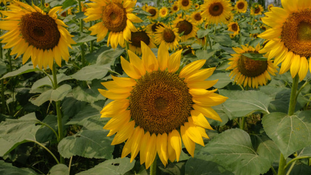 太陽花