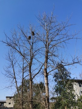 鳥窩