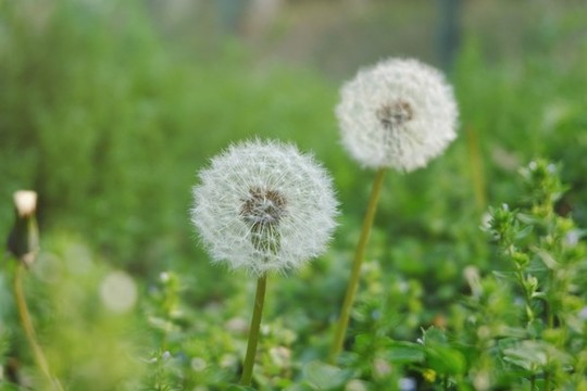 蒲公英特寫
